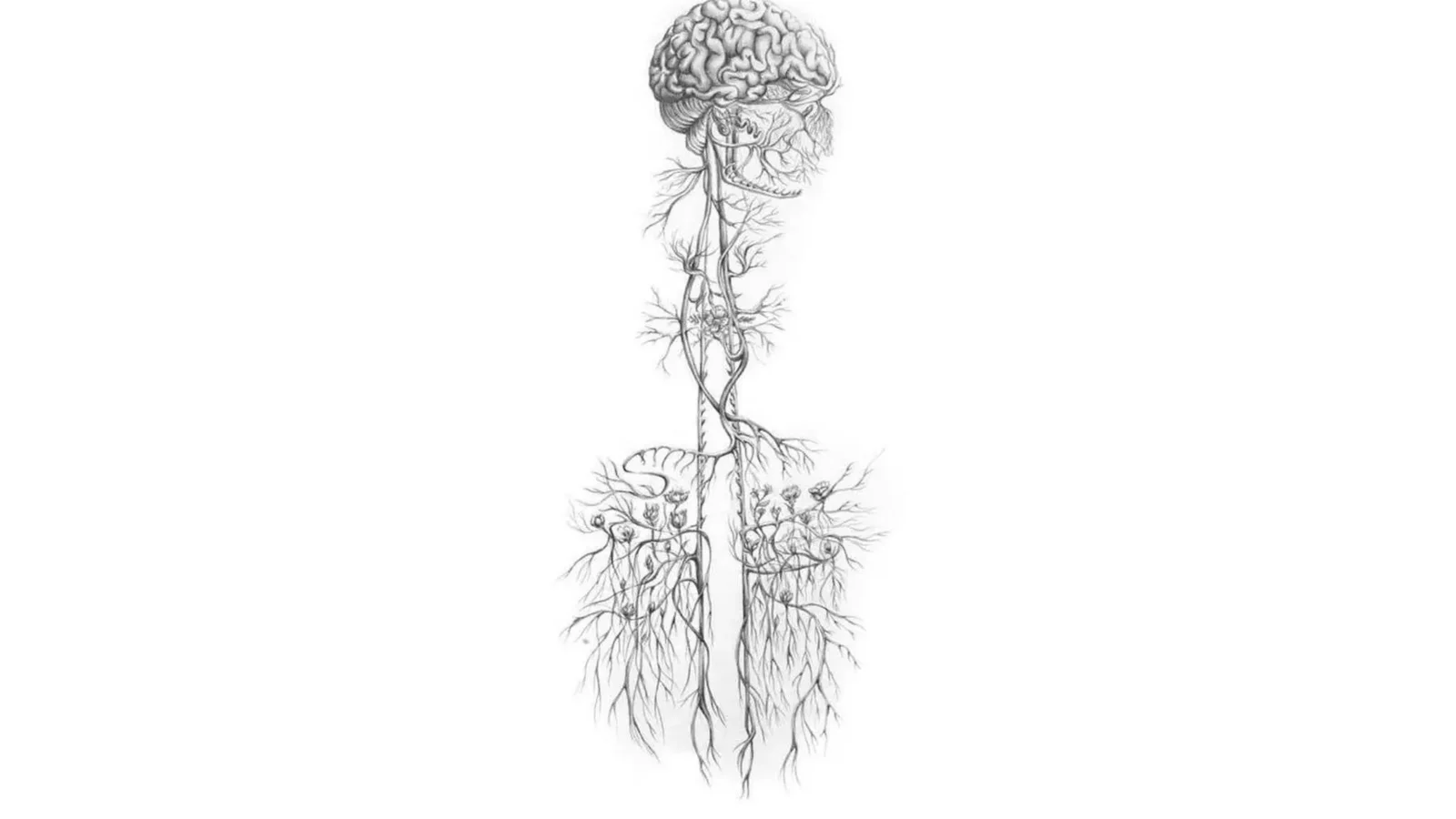 Nervus Vagus anatomiyasi
