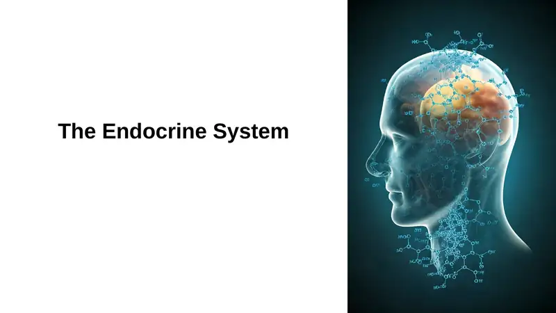 The Endocrine System