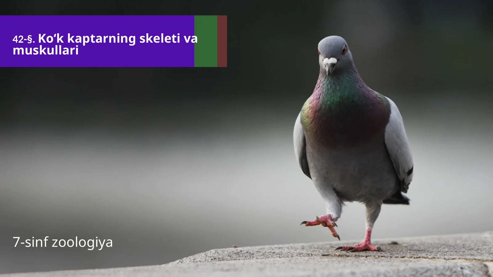 Ko‘k kaptarning skeleti va muskullari